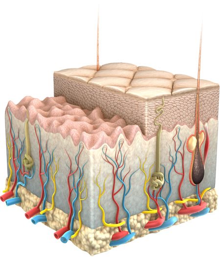 Grafische afbeelding van de huid en de verschillende lagen.