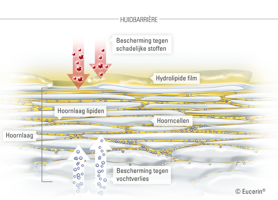 Grafische afbeelding van de huid en de hoornlaag.